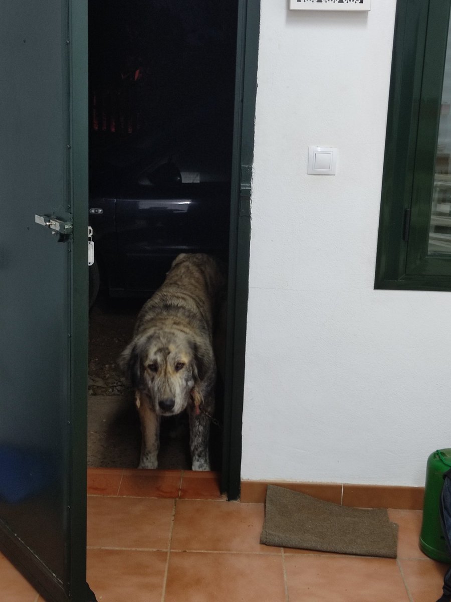 RudolfTrefflich's tweet photo. Yo antes analizaba textos políticos desde una perspectiva hermenéutica. 

Ahora cultivo almendros acompañado de mastines.

He salido ganando. https://t.co/CGdKfN6Zu2