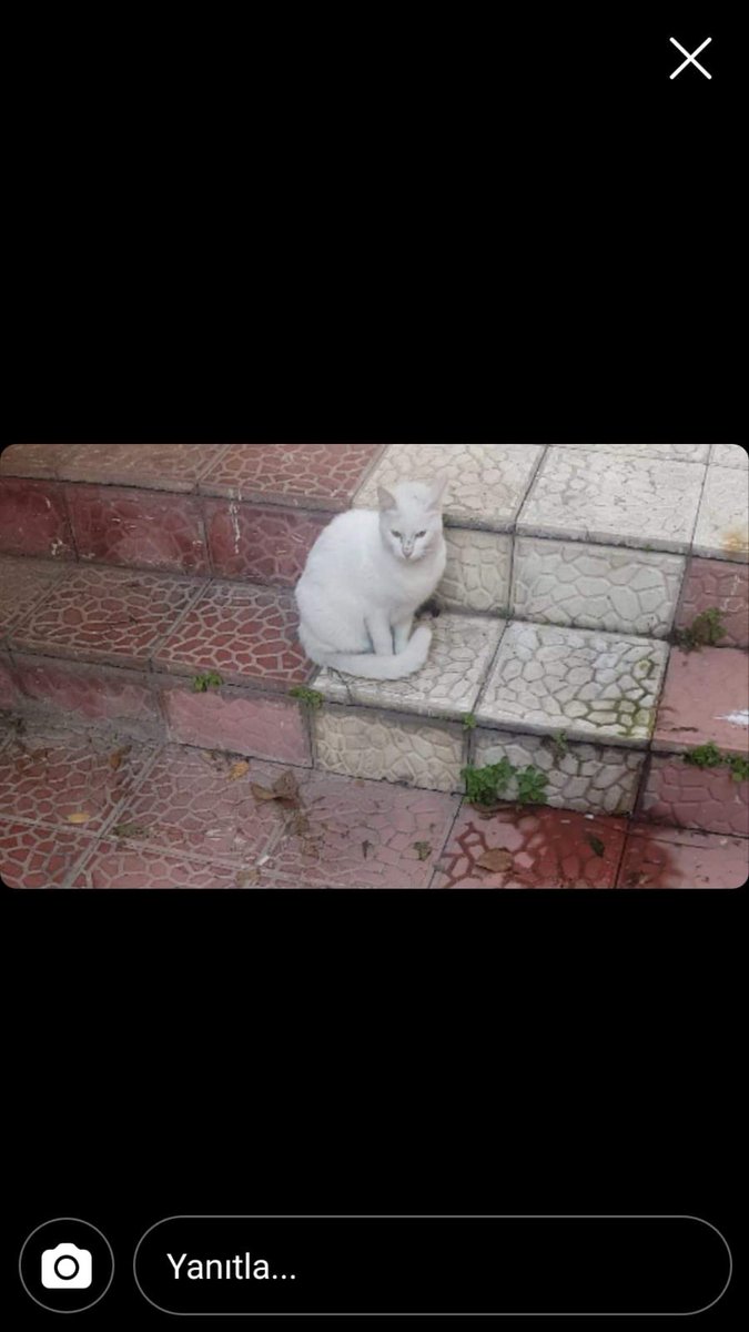 Sokağa atılmış açıl yuva aranıyor İzmir 05325851118