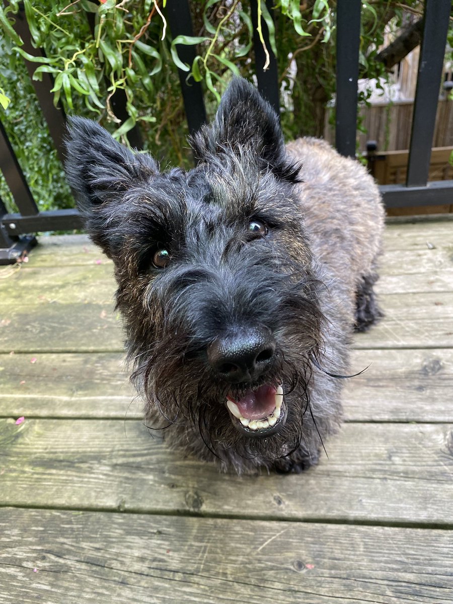 hillarylutes's tweet photo. @svershbow Floyd says hello! https://t.co/kwxmrleb7d