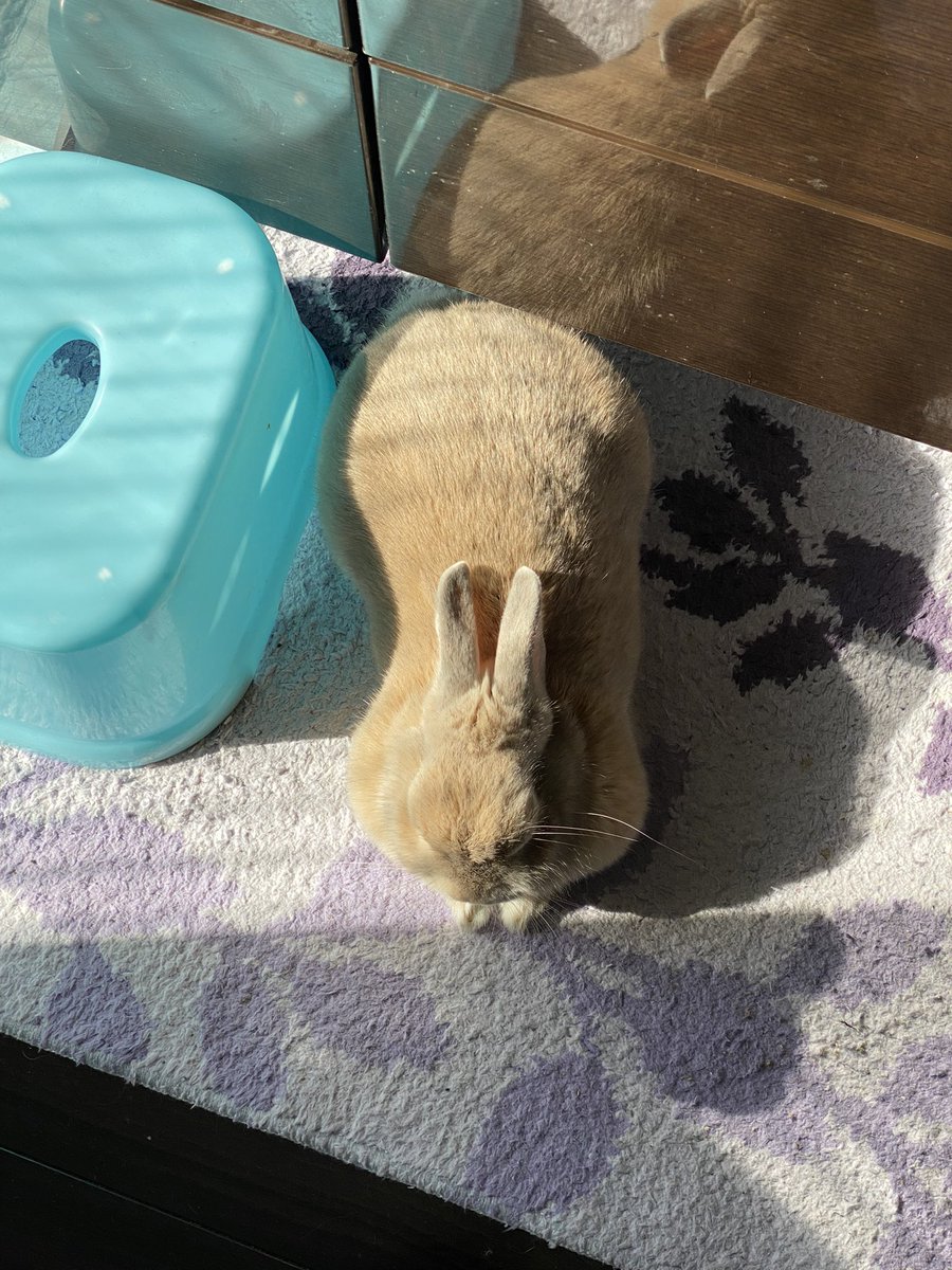 moco_kimagure's tweet photo. キッチンに転がるピーナツ。
たぶん寝てる🐰💤笑

#うさぎのモコ
#うさぎ好き
#うさぎ https://t.co/QQzbzoCcvh