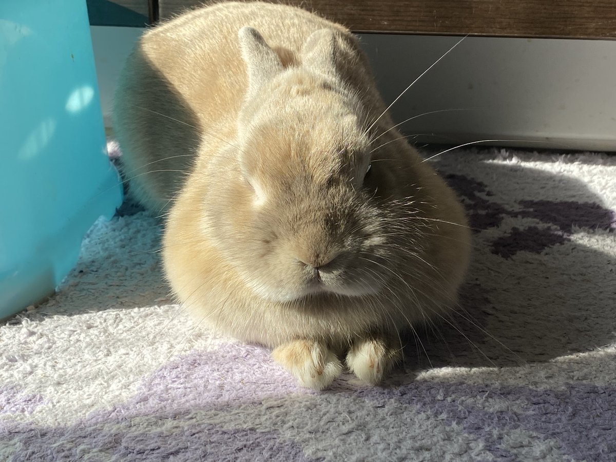 moco_kimagure's tweet photo. キッチンに転がるピーナツ。
たぶん寝てる🐰💤笑

#うさぎのモコ
#うさぎ好き
#うさぎ https://t.co/QQzbzoCcvh