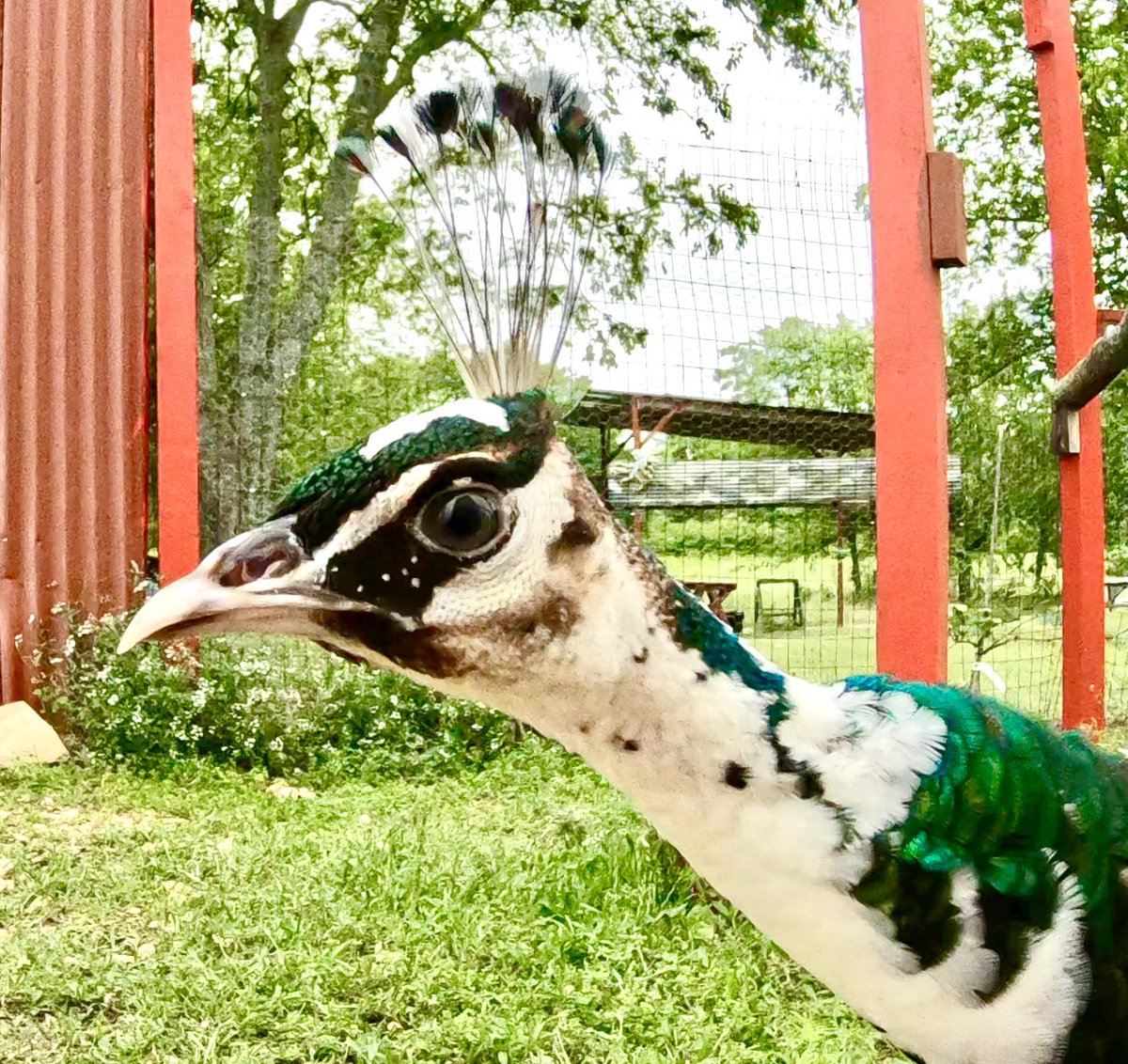 ⭐️txpsychnp⭐️ tweet media