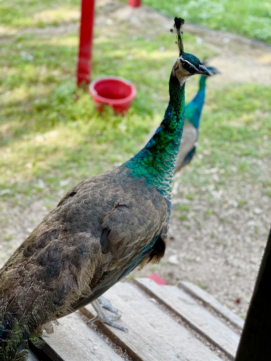 ⭐️txpsychnp⭐️ tweet media