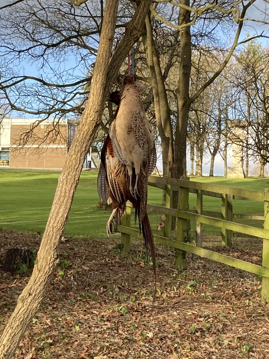 Great wild cooking lesson for the cadets from the Chartwells team. Pheasants and salted trout, baked and cooked on the open fire. <a href="/MillfieldSenior/">Millfield School</a> @MillfieldSport <a href="/MillfieldMAP/">Millfield MAP</a> <a href="/WelshGuards/">Welsh Guards</a> <a href="/CttHqsw/">HQSW CTT</a> <a href="/AlfordSjt/">Squad Instr - CSjt Alford - Frimley Park -CTC</a> <a href="/ChartwellsInd/">Chartwells Independent</a> <a href="/NickDorber/">nick dorber</a>