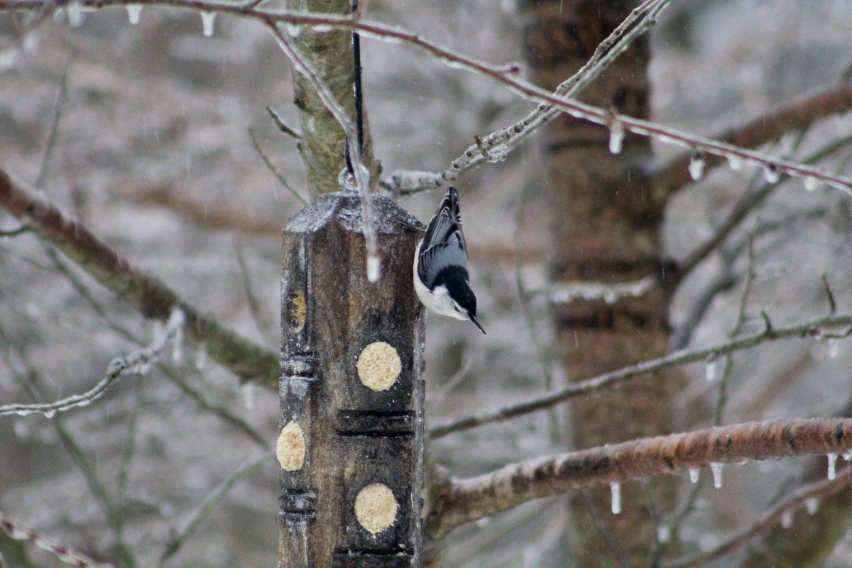 I’m lucky to even get a photo of the White-breasted Nuthatch! These little birds float around sooo fast..
#whitebreastednuthatch 
#backyardbirding