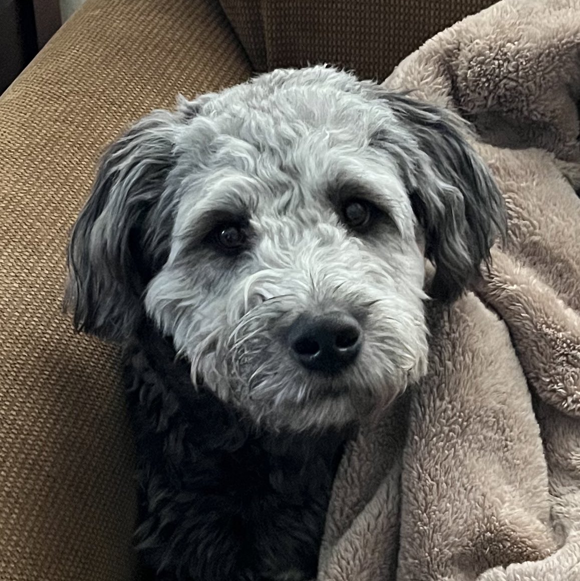 Shout out to <a href="/Chewy/">Chewy</a>! They have once again surpassed my expectations. Their customer service is the best of all the online go-to’s that I use! Thank you!