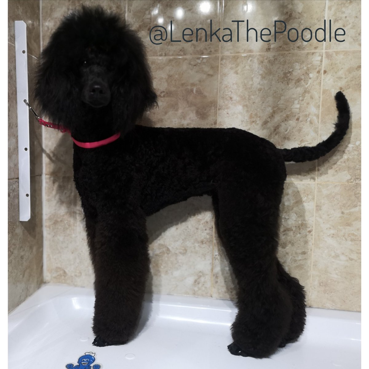 I got pampered yesterday but I don't want to be pretty. She puts 3 bands in my topknot so that I can see &amp; I try to remove them as soon as I'm off the table...😜
#StandardPoodle #Poodle #Puppy #DogsOfTwitter
