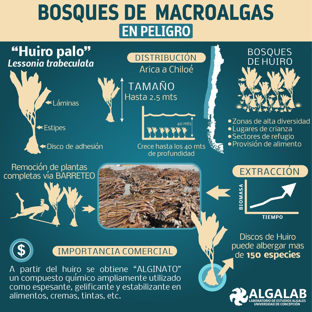 A propósito de los #BosquesMarinos!!
Aquí una infografía sobre el 'Huiro Palo' 👀.
Alga parda muy importante, forma bosques bajo el mar que albergan gran diversidad!
#BosquesMarinosEnPeligro