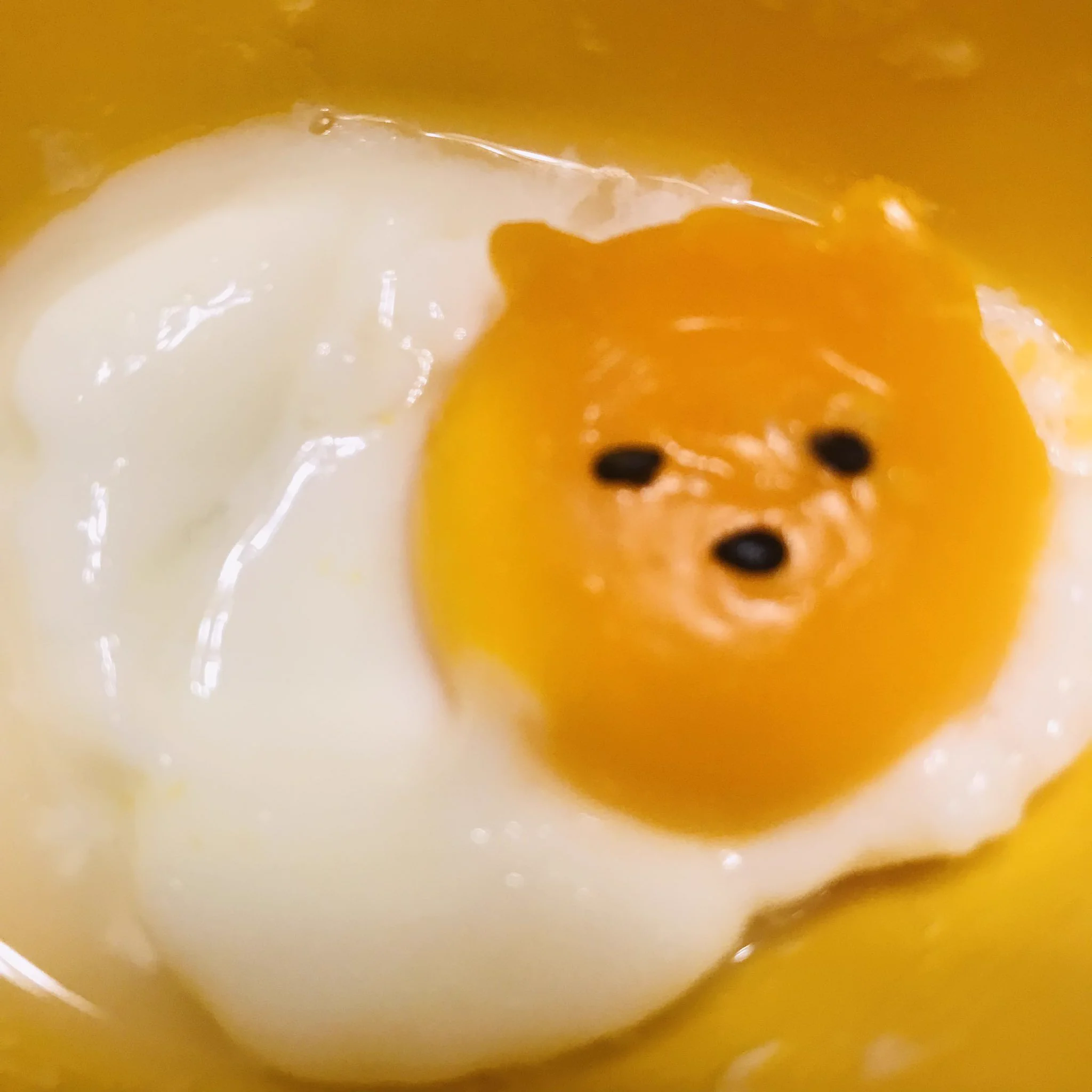 @tyomateee2 卵から生まれた猫 