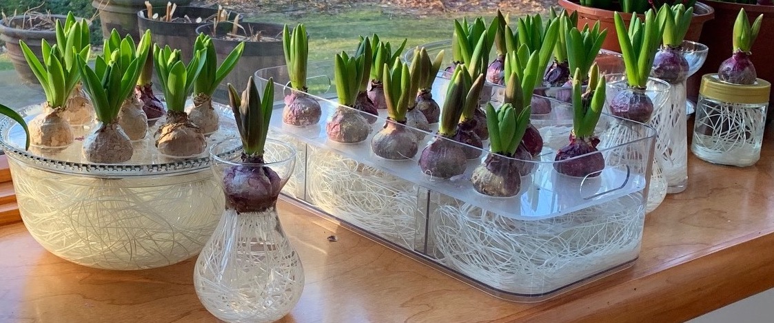 kkariko's tweet photo. Every October I put hyacinth bulbs into water culture and leave them in a cold and dark place. A week ago  they were placed at window and soon all became green. One more week and they will start to bloom https://t.co/rH9nmGyU8u