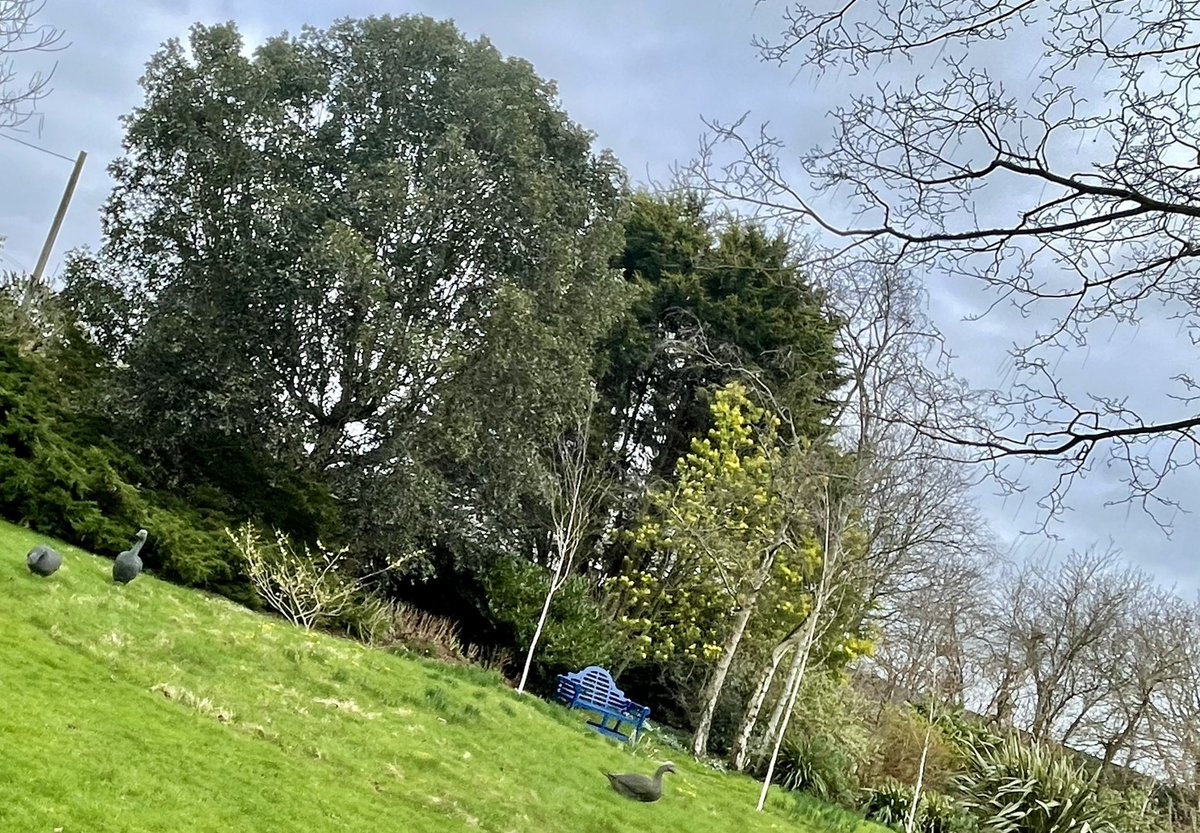catchpole75's tweet photo. @denmans_garden ticked off the list of @The_RHS partnership gardens to visit with @DogImaginary #botanicalbusiness https://t.co/e78avhDJS2
