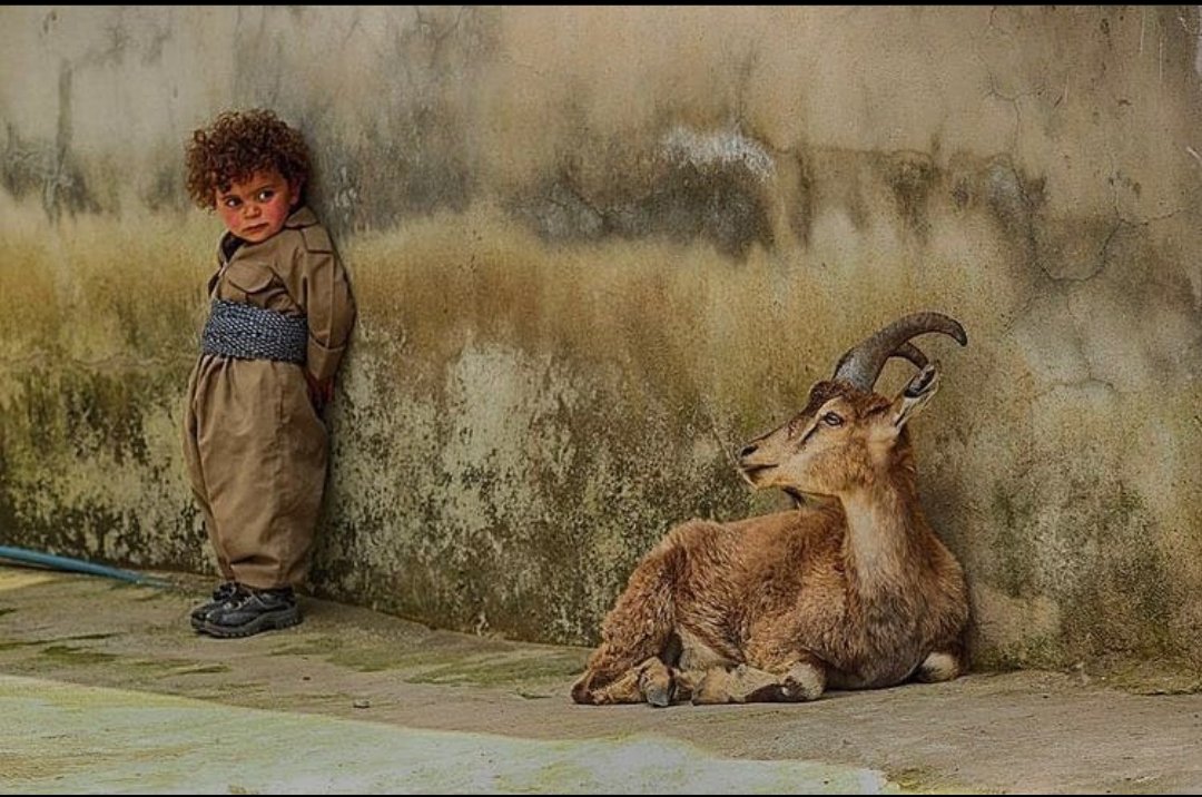 TheKurdss's tweet photo. "A home without guests, a village without shepherds, both are hopeless indeed.”

Kurdish Proverb ☀️ https://t.co/xB9DzR0sPi