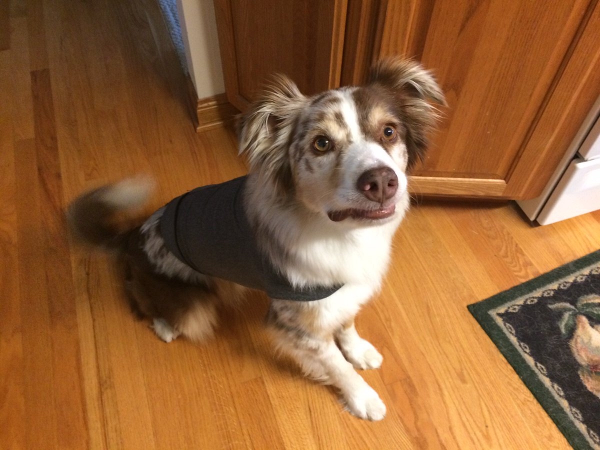 janet_chung's tweet photo. @Adam_Morfeld Furcaster needs a small.
#DogsforDems https://t.co/GrMsKyGr6f