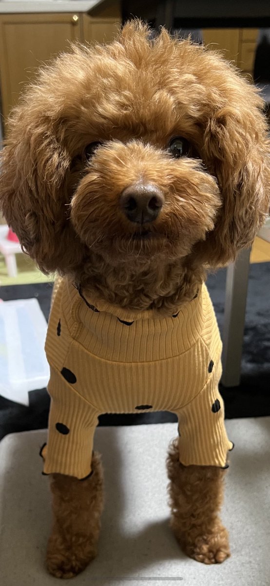 xx_yuip2's tweet photo. 🐶🐶🐶🐶 https://t.co/evj8YZLzvJ