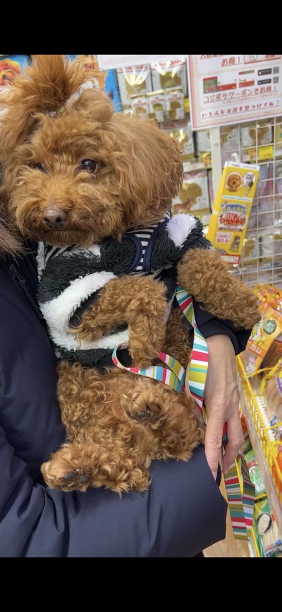 xx_yuip2's tweet photo. 🐶🐶🐶🐶 https://t.co/evj8YZLzvJ
