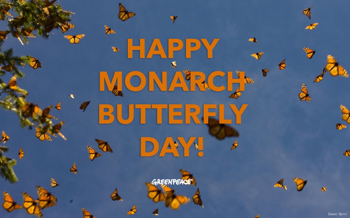 Greenpeace's tweet photo. Today is Monarch Butterfly Day! Did you know these beautiful butterflies can travel up to 2,500 miles all the way from US and Canada to Mexico when they migrate?  RT to appreciate these incredible creatures! https://t.co/KMYLzkIAwL