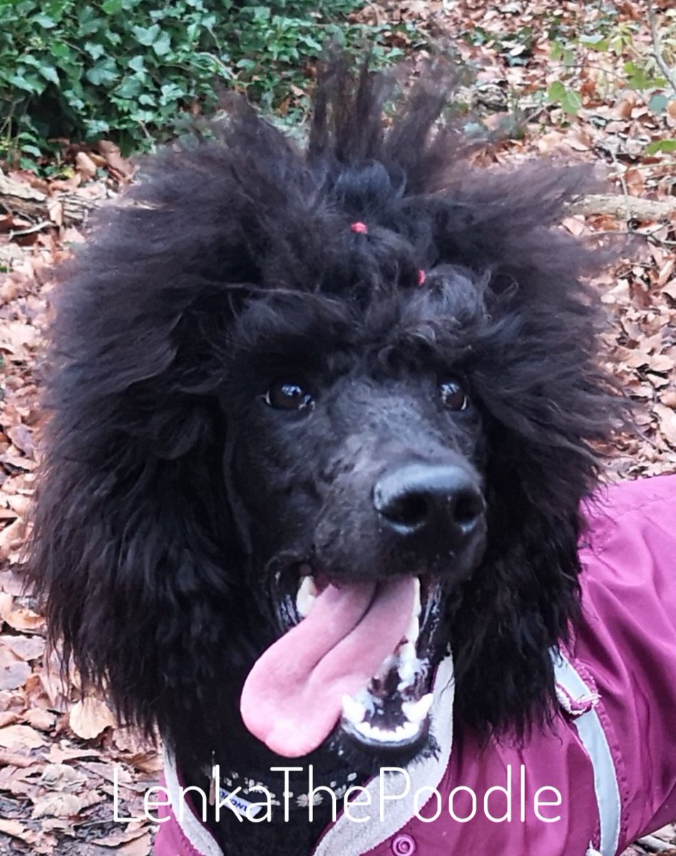 LenkathePoodle's tweet photo. @FlynnTheWelsh This was me this morning after I'd messed it up. She wants to take it shorter but he likes my bands, says they're like bunches 🤣 Without them I can't see... https://t.co/wq5qk4CZTw
