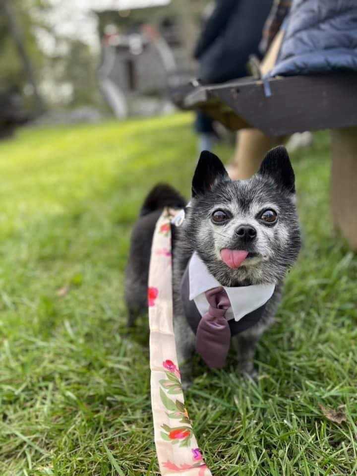 dog_rates's tweet image. This is Rocky. He’s been promoted from good boy to best man. Understands what a big deal this is. Taking his duties very seriously. 13/10 #SeniorPupSaturday