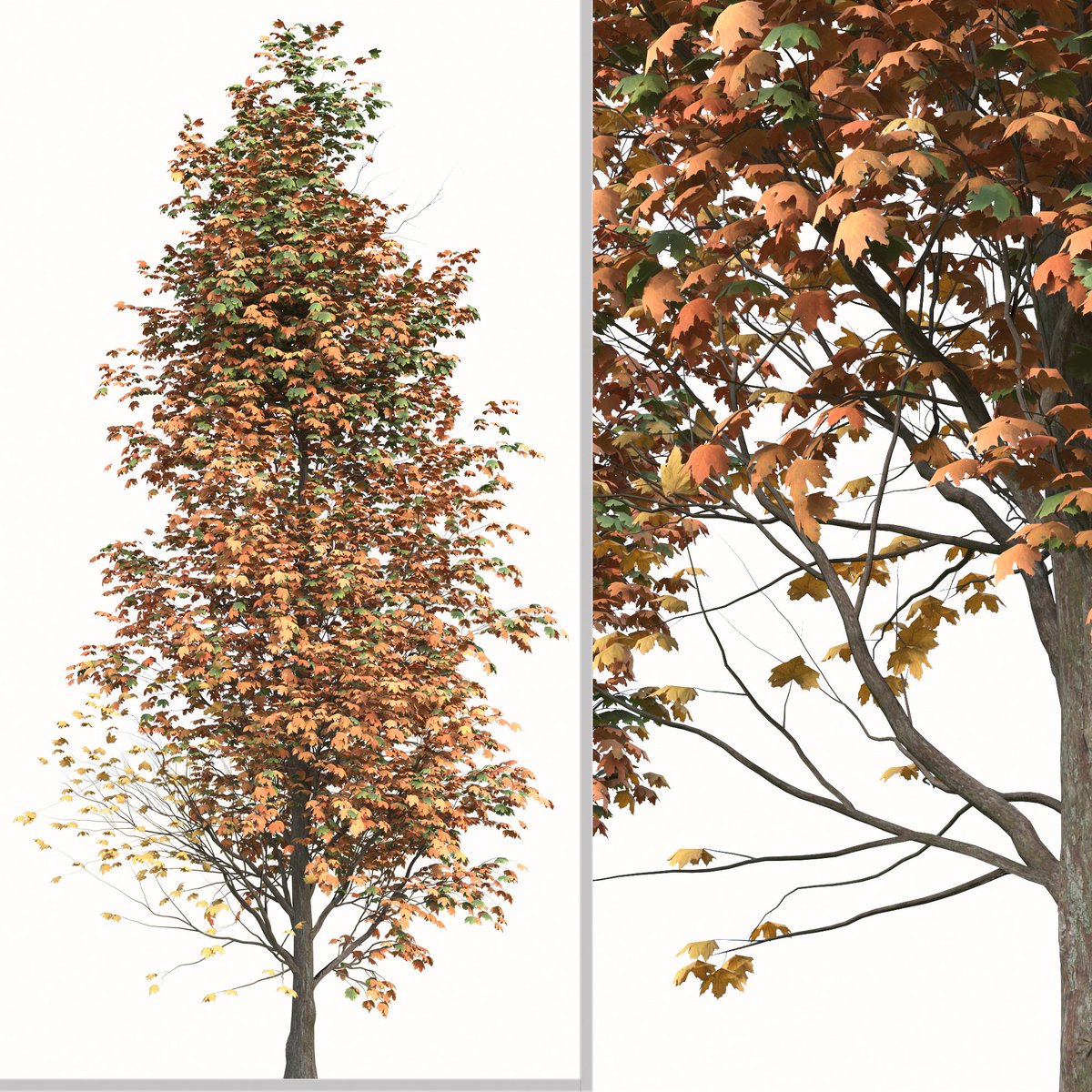 moonikoffice's tweet photo. Set of Acer Saccharum Tree
Sugar maple is a deciduous, Missouri native tree which will typically grow 40' tall with a dense, rounded crown. This tree is a main component of the Eastern U.S. #3dmodel #3d #archviz #archvisualization #3dplant #3dlandscape
https://t.co/AuzC8tarKF https://t.co/OuQgHYUJPf