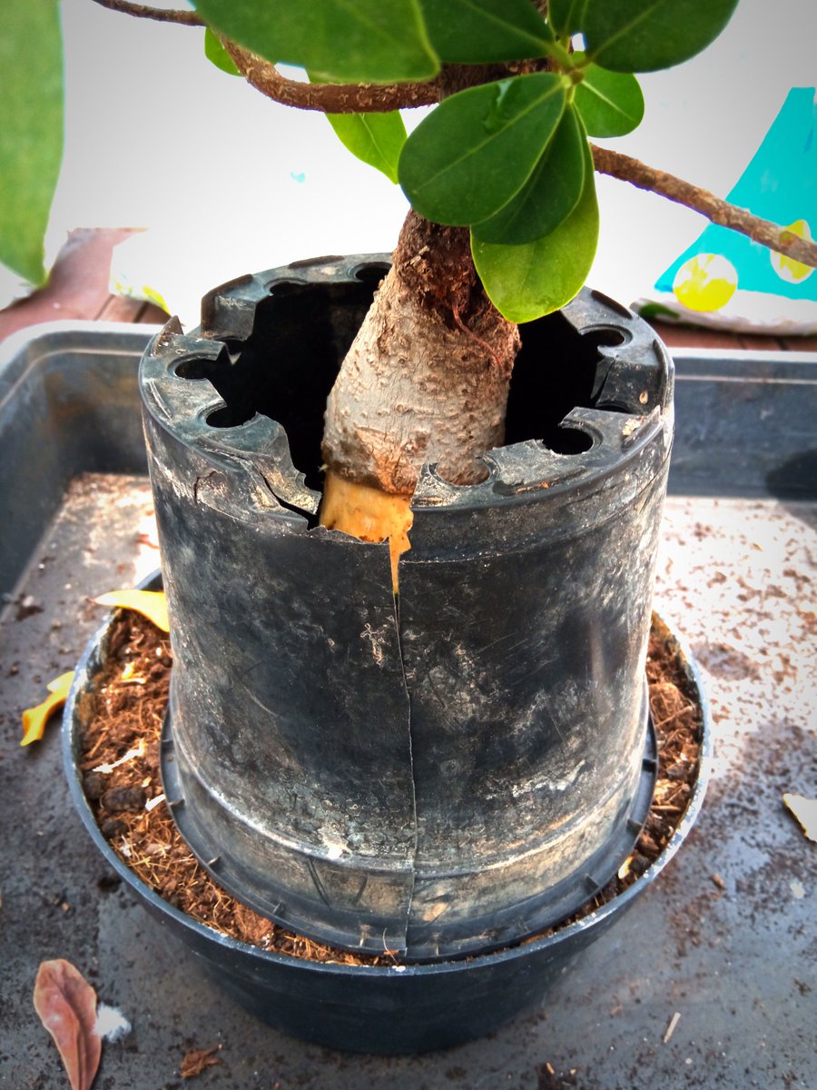 vi100te73's tweet image. Esta vesprà hem jugat un ratet. De aci un parell de mesos vorem. 🌱
#acodo #acodoaereo #ficus