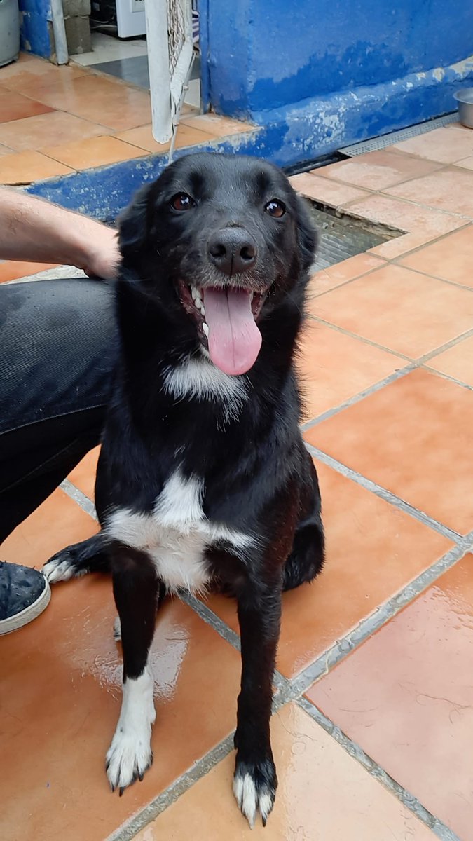 Pro_Ani_LaNucia's tweet photo. Hoy os presentamos a Elba, tiene 9 meses y es una dulzura llena de simpatía. 
Busca casa con humanos tan majos como ella. https://t.co/t1oE7gEX3v