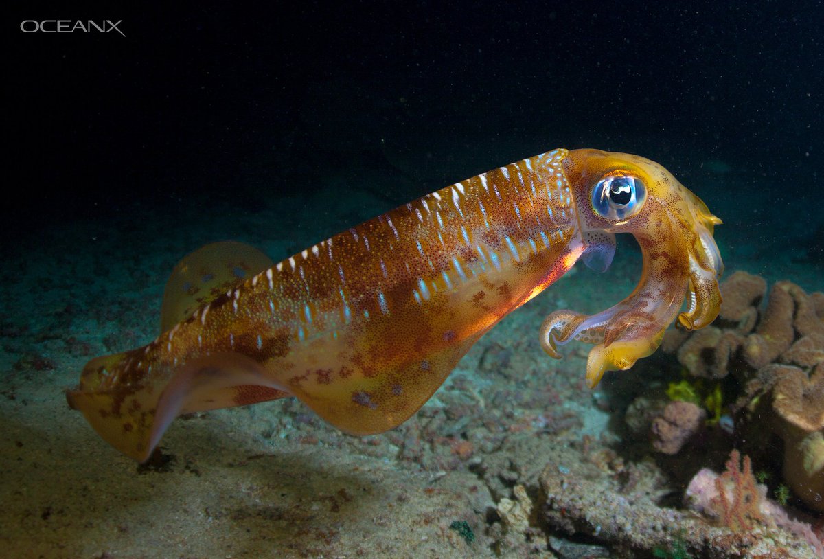 oceanx's tweet photo. Cuttlefish are often overlooked in favor of their charismatic cephalopod cousins octopuses and squid, in part because they look quite similar to the latter. One giveaway is that cuttlefish have a wavy black "W" in their eyes, whereas squid pupils are round. https://t.co/YWBCfoOT8O