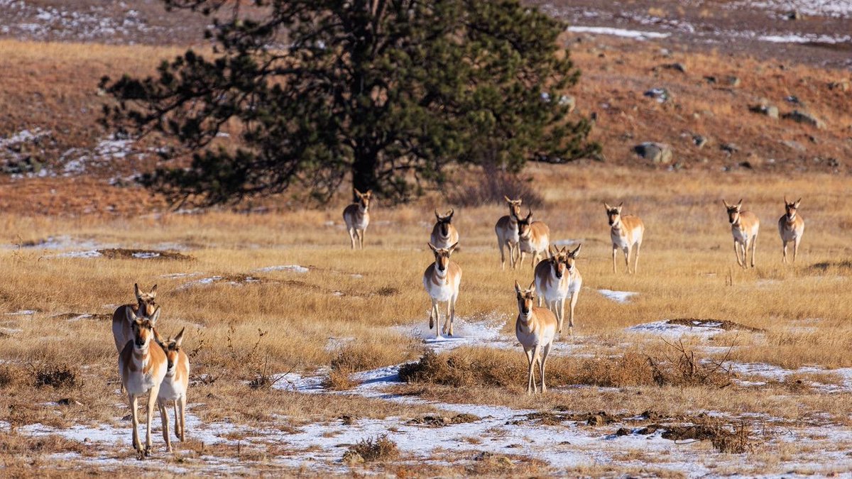 Travel South Dakota (@southdakota) on Twitter photo Enjoy this pack of pronghorn prancing through <a href="/CusterStatePark/">Custer State Park</a> on your weekend! bit.ly/3fAUMYJ
๐ธ: synthesized_reality Enjoy this pack of pronghorn prancing through <a href="/CusterStatePark/">Custer State Park</a> on your weekend! bit.ly/3fAUMYJ
๐ธ: synthesized_reality