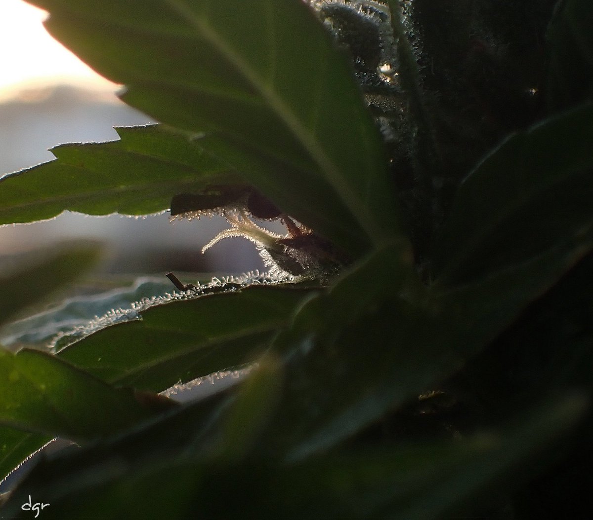 Davidgrphoto tweet media