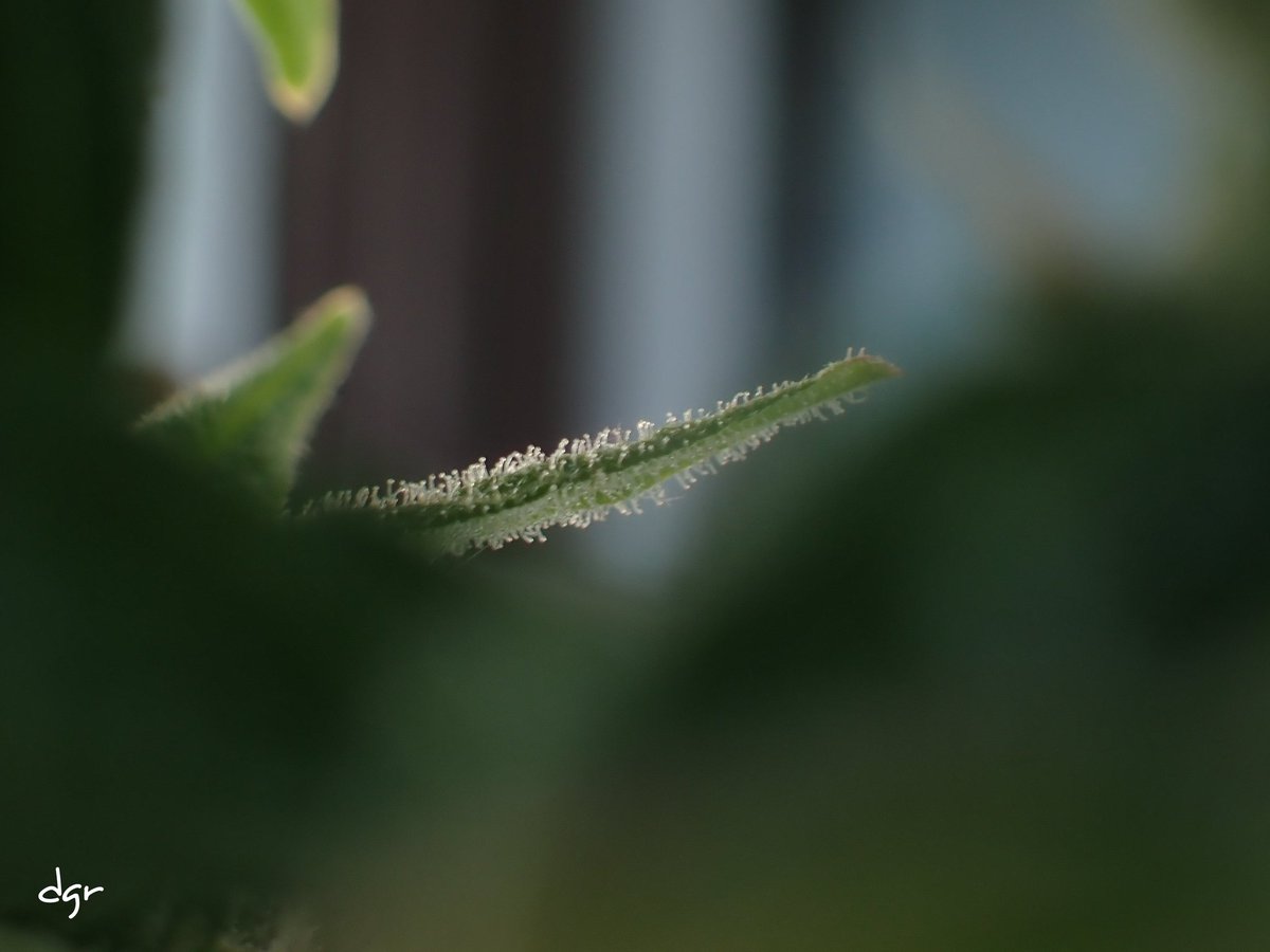 Davidgrphoto tweet media