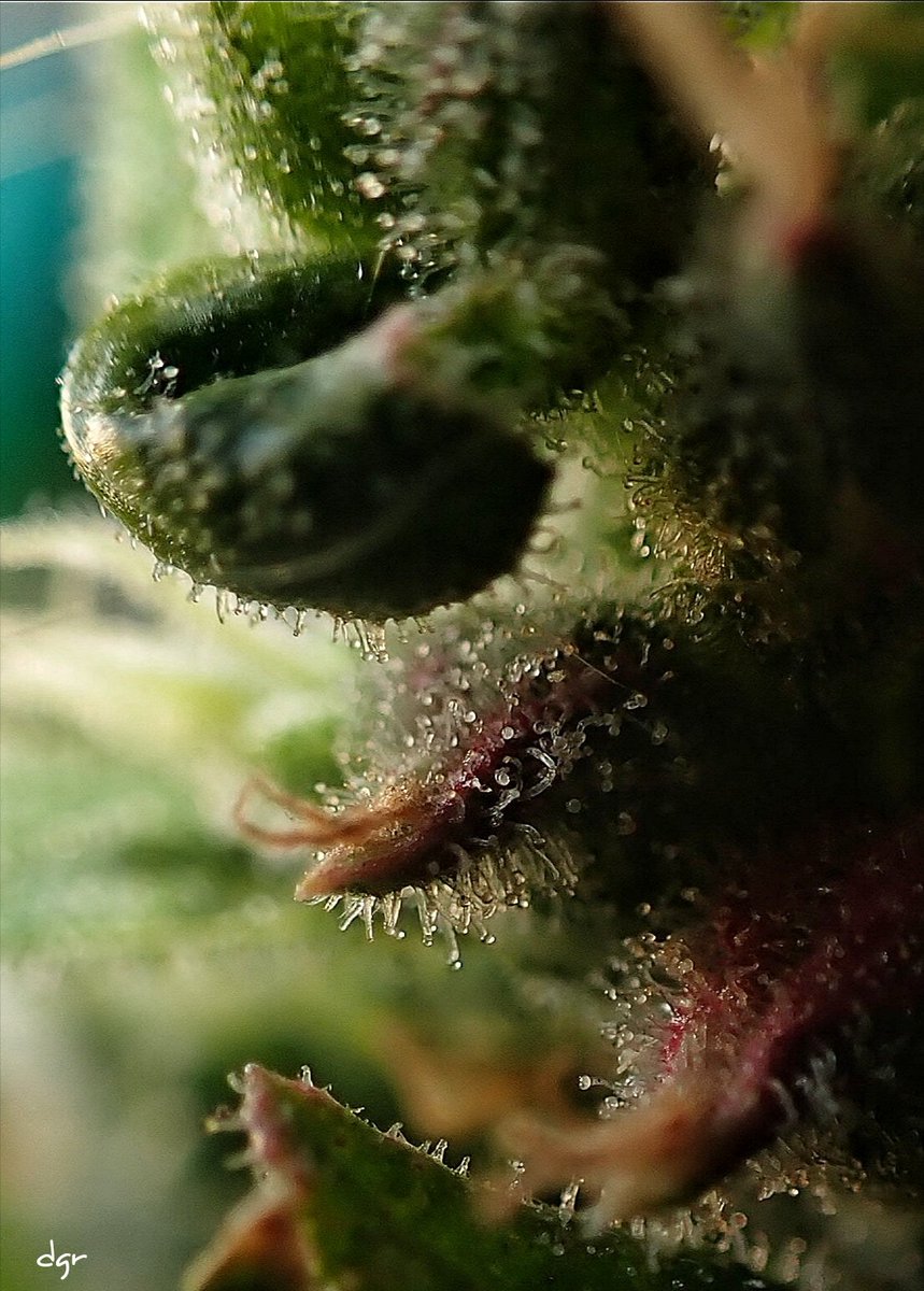 Davidgrphoto tweet media