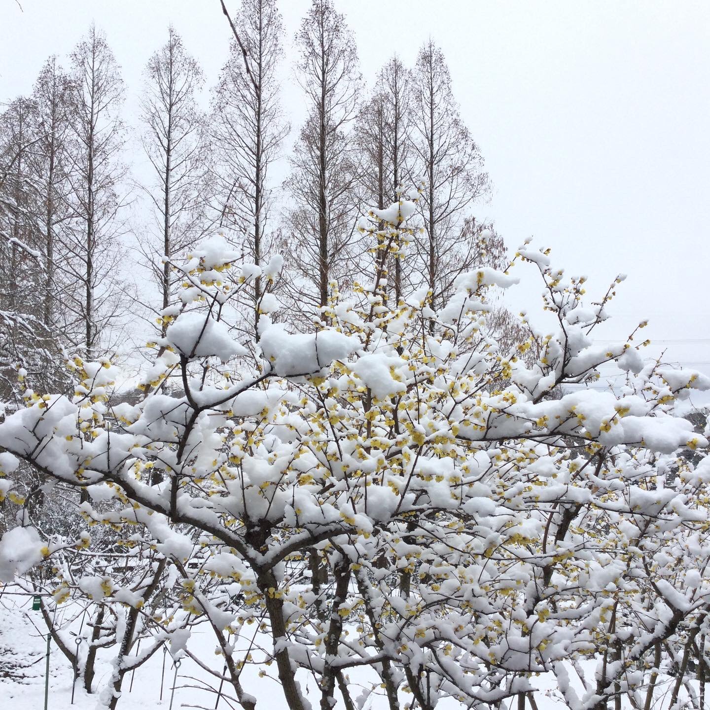 雪中四友 Twitter Search Twitter