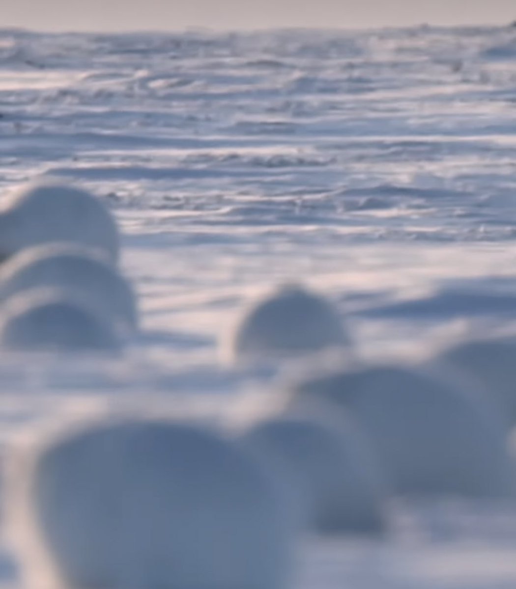 Testar_duck's tweet image. 눈덩어리 인줄 알았는데 북극토끼 
뒤에 싸우는 실루엣 웃기당