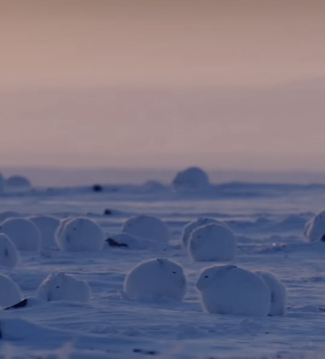 Testar_duck's tweet image. 눈덩어리 인줄 알았는데 북극토끼 
뒤에 싸우는 실루엣 웃기당