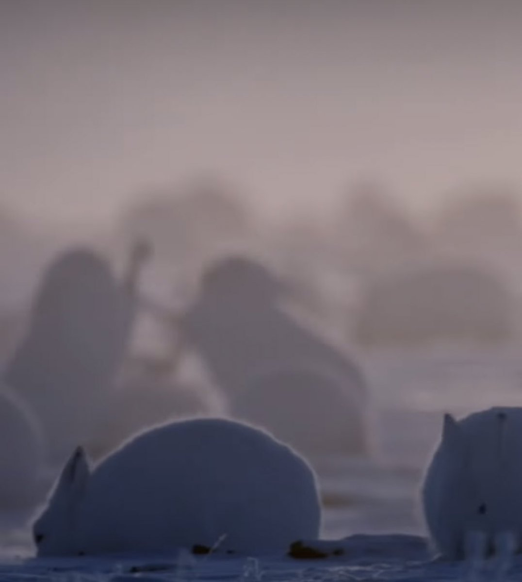 Testar_duck's tweet image. 눈덩어리 인줄 알았는데 북극토끼 
뒤에 싸우는 실루엣 웃기당