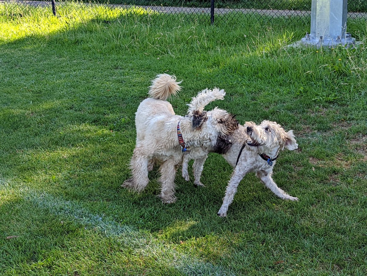 OberonWheaten's tweet image. Today I played with my wheaten pal, Ida. She is an Irish coat and I am an American coat so we look different, but are the same terrier on the inside. We had fun wrestling in the shade.

#AppreciateOurDifferences