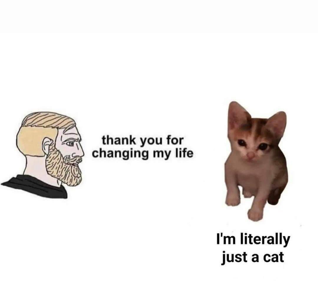 gatitos_qctd's tweet photo. 🥺 https://t.co/mTkdBILXUo
