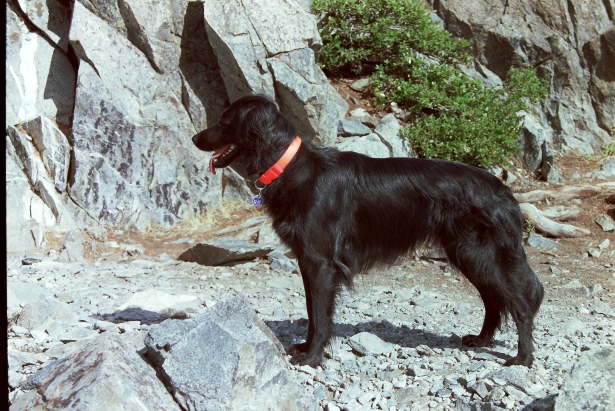 TomiKazi's tweet image. Stumbled on an old back-packing picture of Tesla, from early '90s. She was a spirited dog, youthful till her old age.
