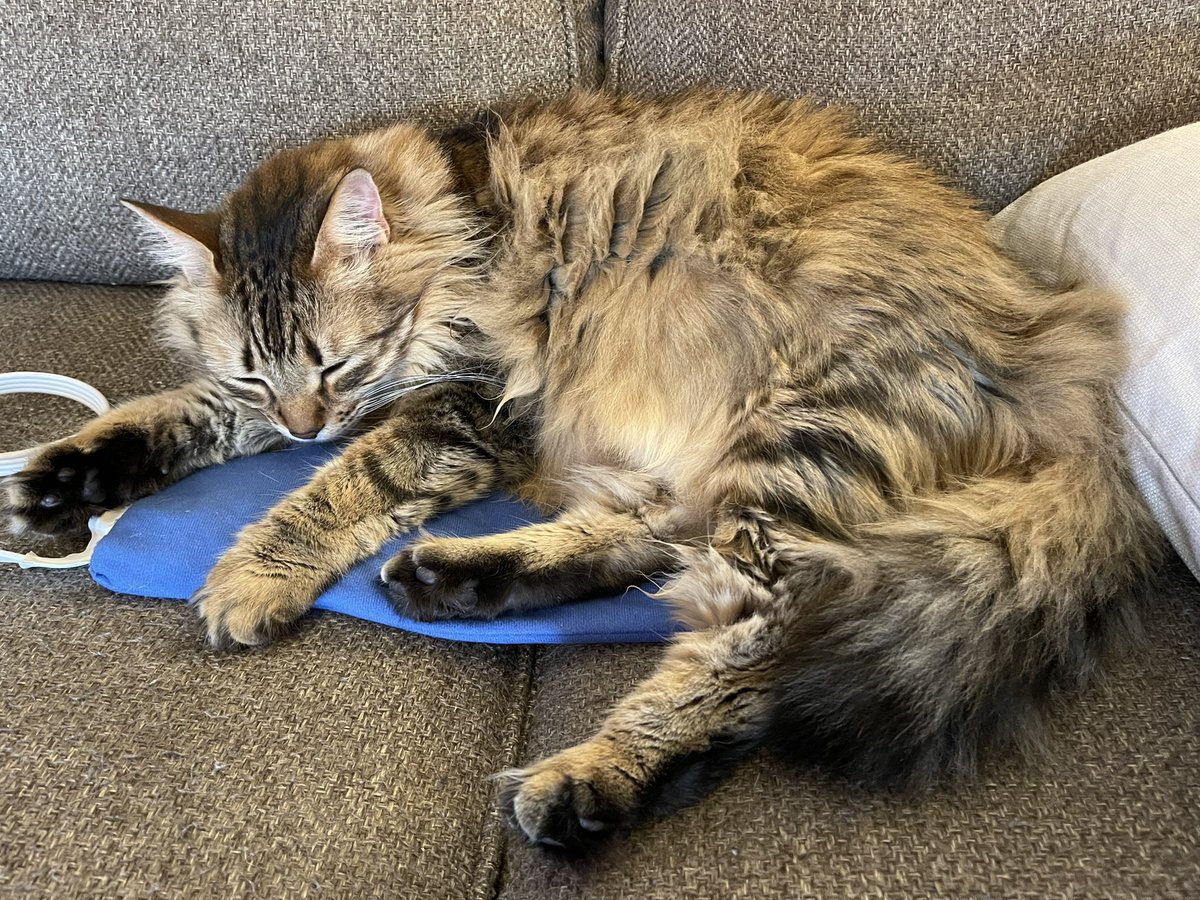 Marlowe loves napping on my heating pad! #spoiledcat
(It’s always on low and turns off automatically after 2 hours.)