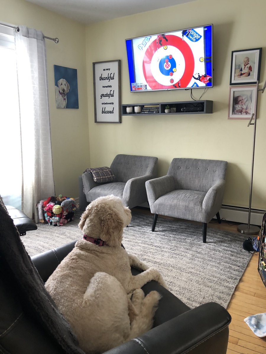 msmithdiamond's tweet photo. Nellie is catching some #STOH2022 action on #CurlingDayinCanada She is also a big fan of watching @TeamHomanMorris at #Beijing2022WinterOlympics https://t.co/37x4NvWpCF