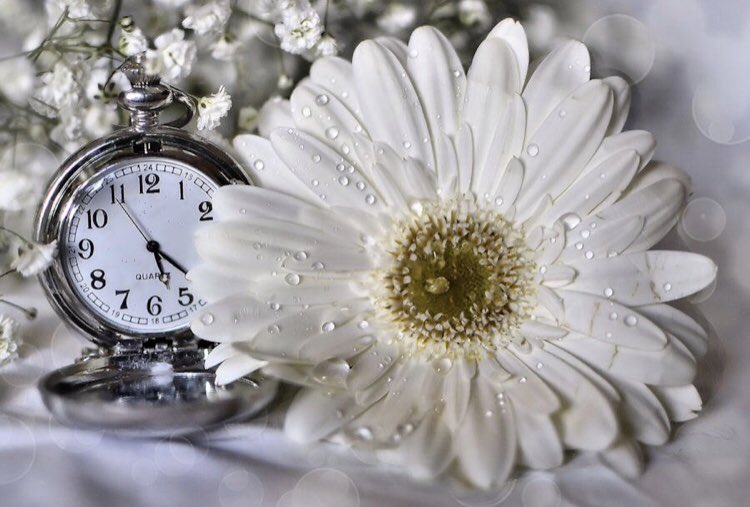 Цени мгновения жизни. Часы "цветок". Цветы часики белые. Часы счастья. Прекрасные мгновения жизни.