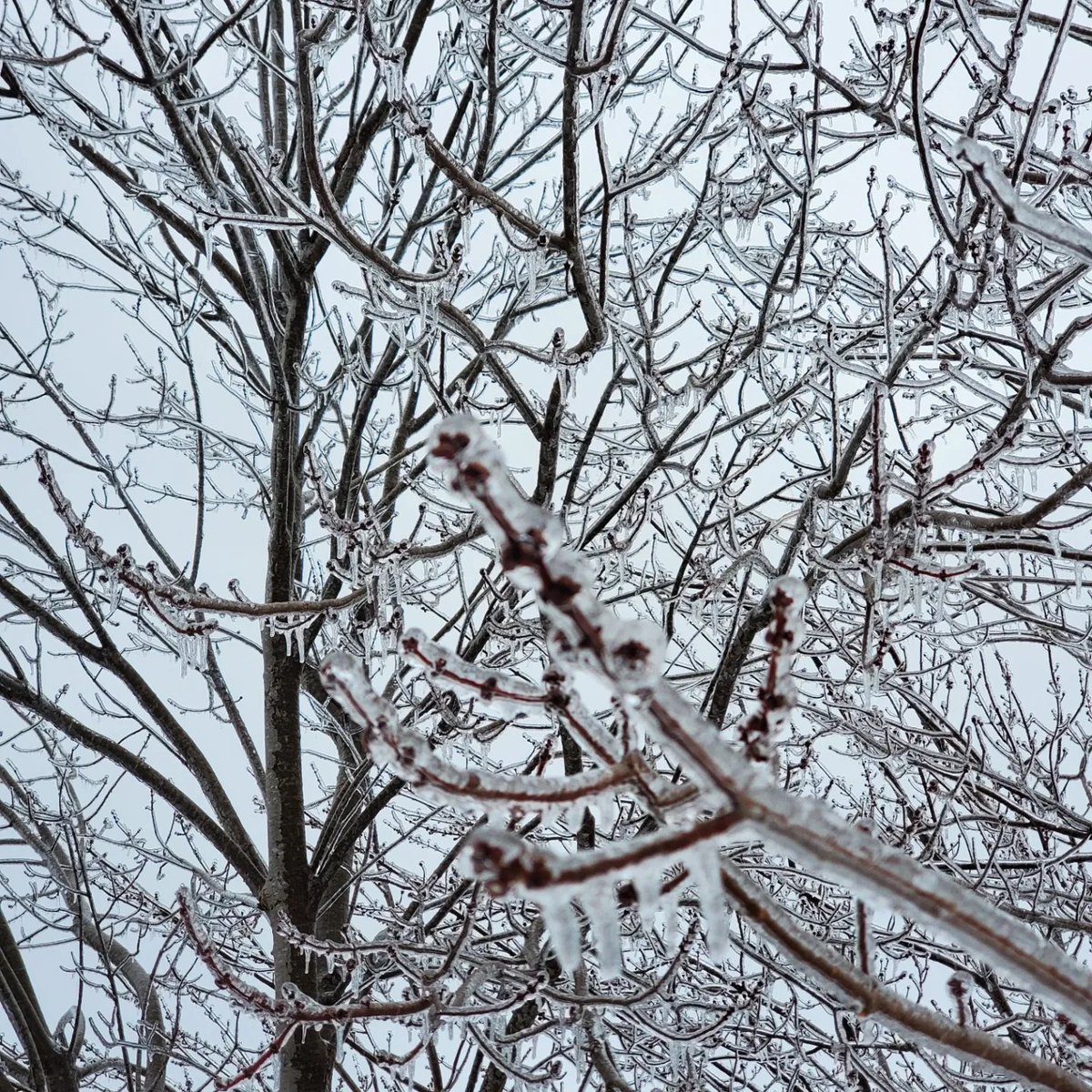 AndrewRPepper's tweet photo. Sometimes in the midst of life's  storms you have to take some time to seek beauty. The maple buds and holly berries reminded me that winter will soon pass and the renewal of spring is just around the corner. #nsstorm #winterbeauty #nswinter https://t.co/FxYmwPVk6s
