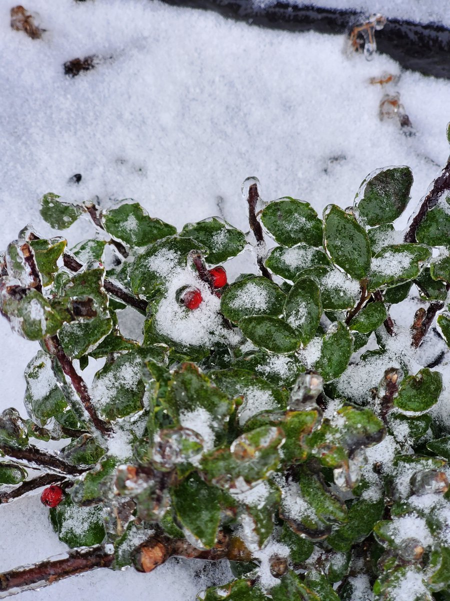 AndrewRPepper's tweet photo. Sometimes in the midst of life's  storms you have to take some time to seek beauty. The maple buds and holly berries reminded me that winter will soon pass and the renewal of spring is just around the corner. #nsstorm #winterbeauty #nswinter https://t.co/FxYmwPVk6s