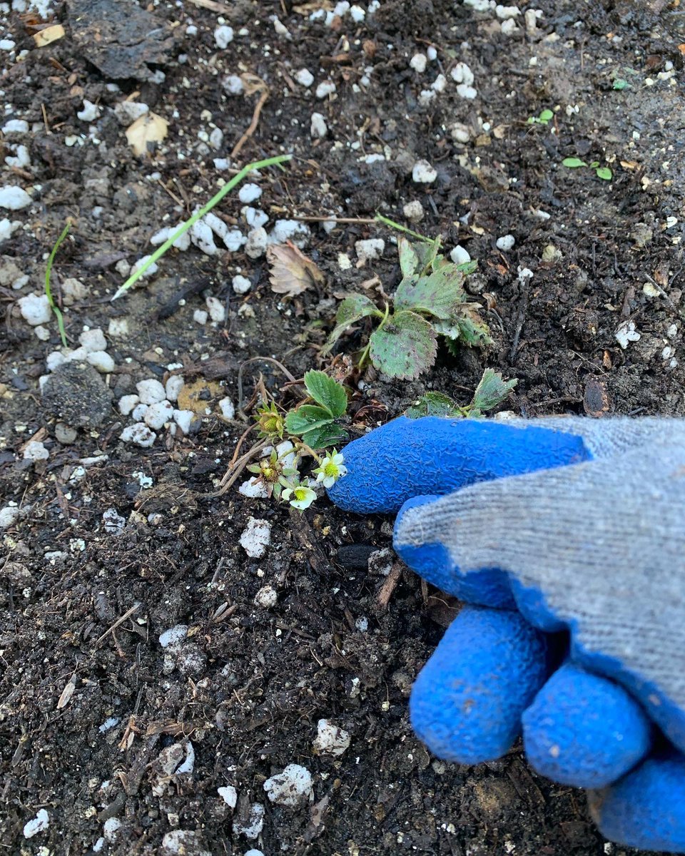 At this week’s gardening group, we planted cabbage, thyme, and spinach seeds as well as checked in on our new growth from the last gardening day. Swipe to see our new sprouts and strawberry flowers!!🥰