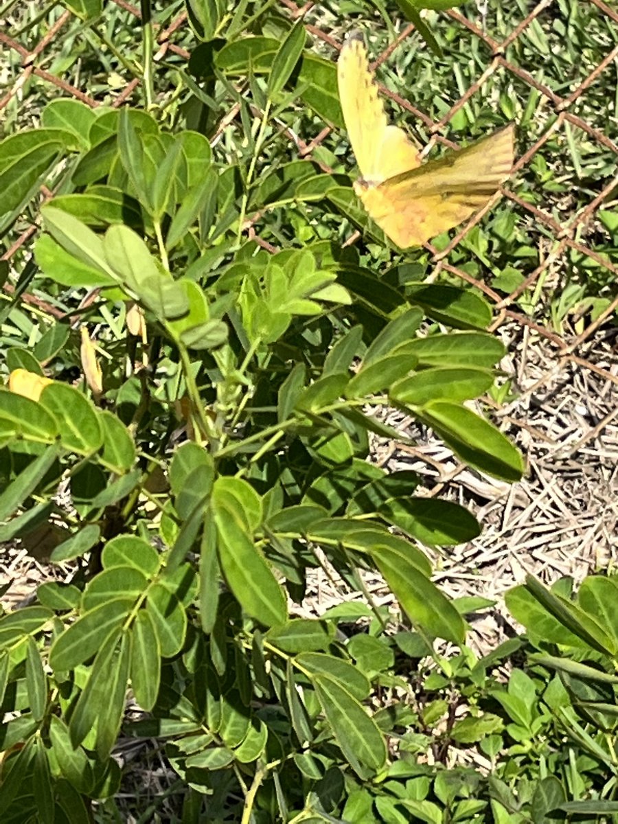 Teach954's tweet image. Day 1 The Sulphur Butterfly has arrived! Our newest species! #wildlifephotography  🙏🏾🥰🦋🐞🐛 #Attucks #Liberia #schoolgarden