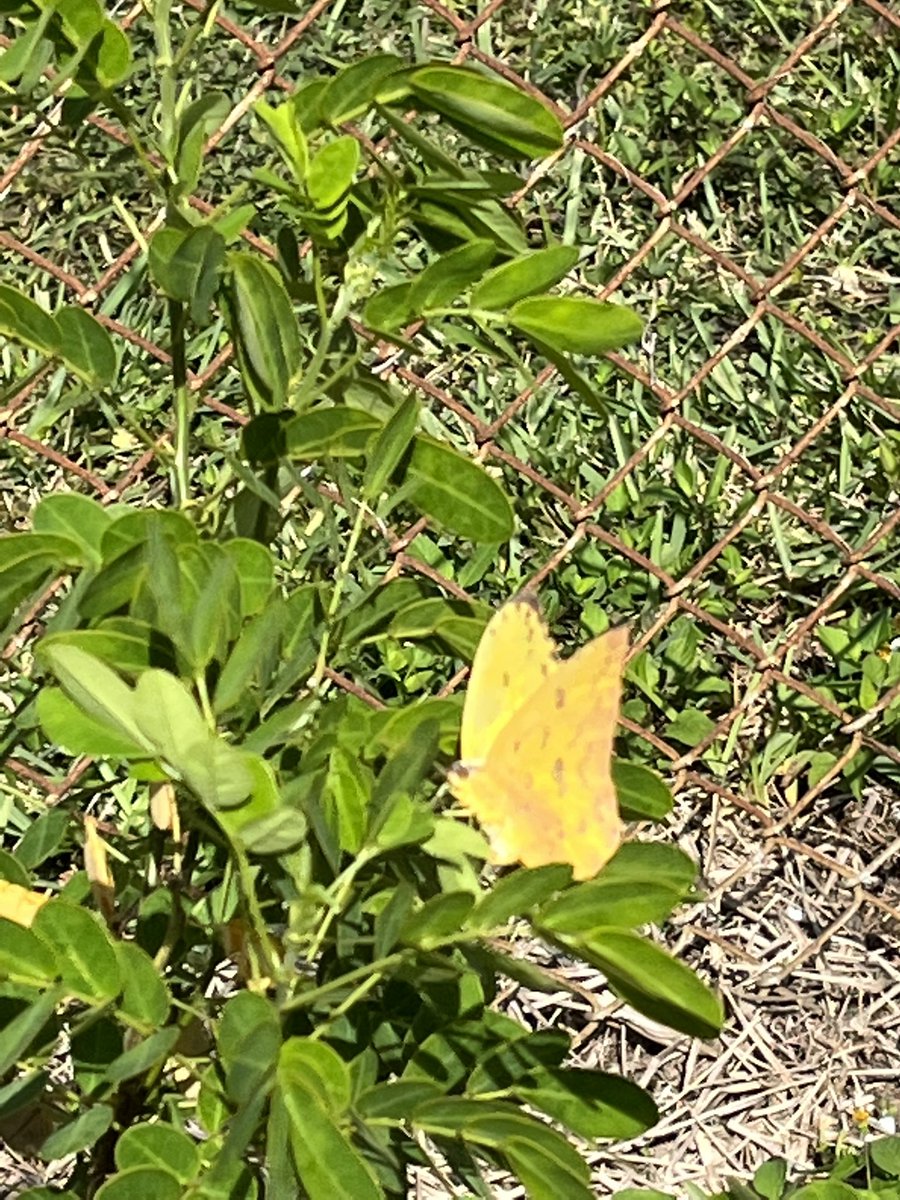 Teach954's tweet image. Day 1 The Sulphur Butterfly has arrived! Our newest species! #wildlifephotography  🙏🏾🥰🦋🐞🐛 #Attucks #Liberia #schoolgarden