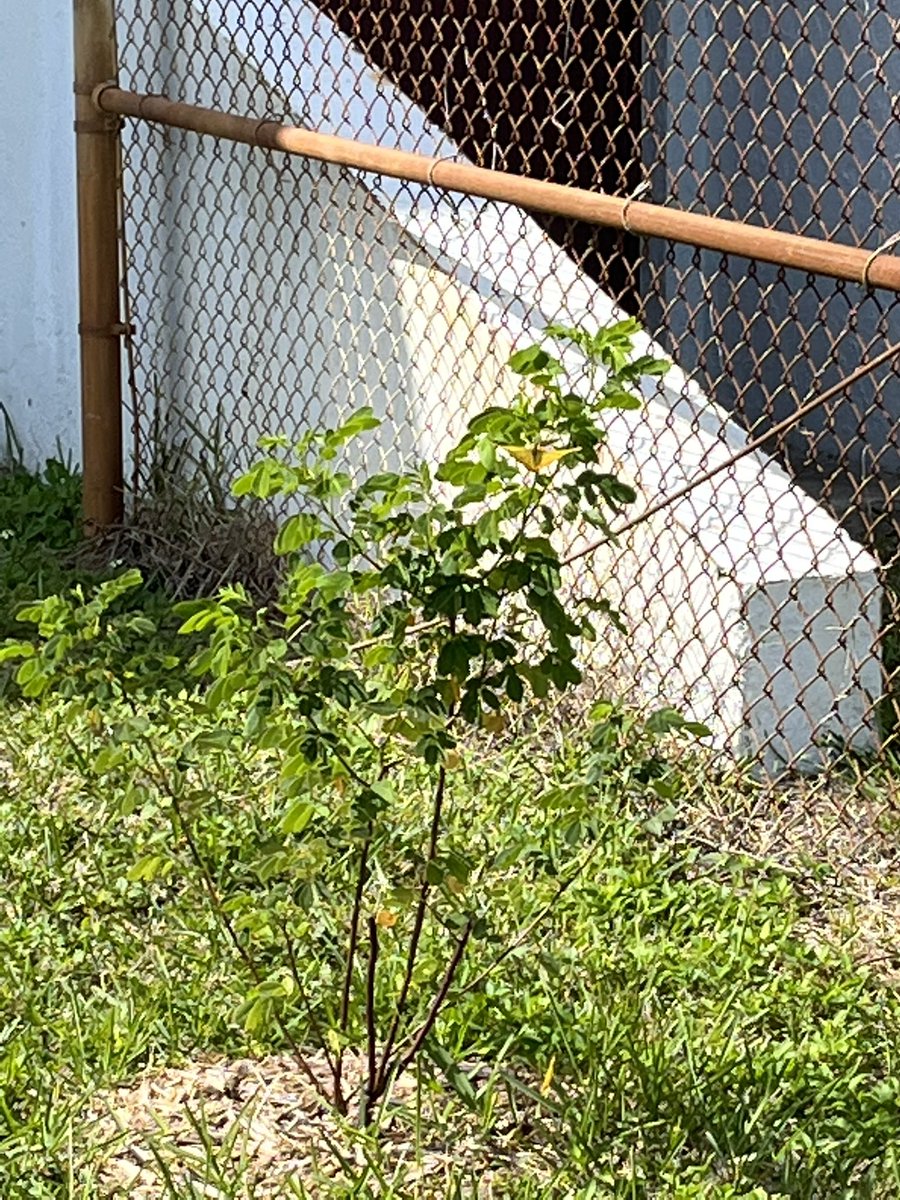 Teach954's tweet image. Day 1 The Sulphur Butterfly has arrived! Our newest species! #wildlifephotography  🙏🏾🥰🦋🐞🐛 #Attucks #Liberia #schoolgarden