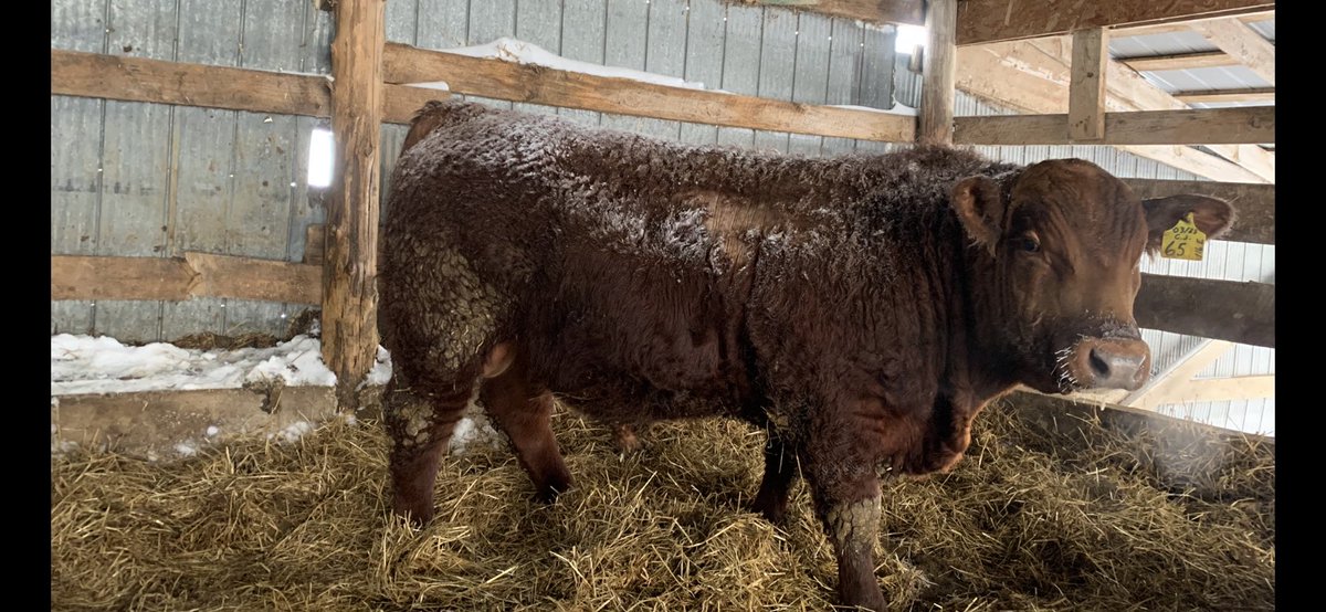 Bulls are coming along well! 24 tested bulls on offer through private treaty. Red Angus, Simmental and Crossbreds! agsights.com/wp-content/upl…