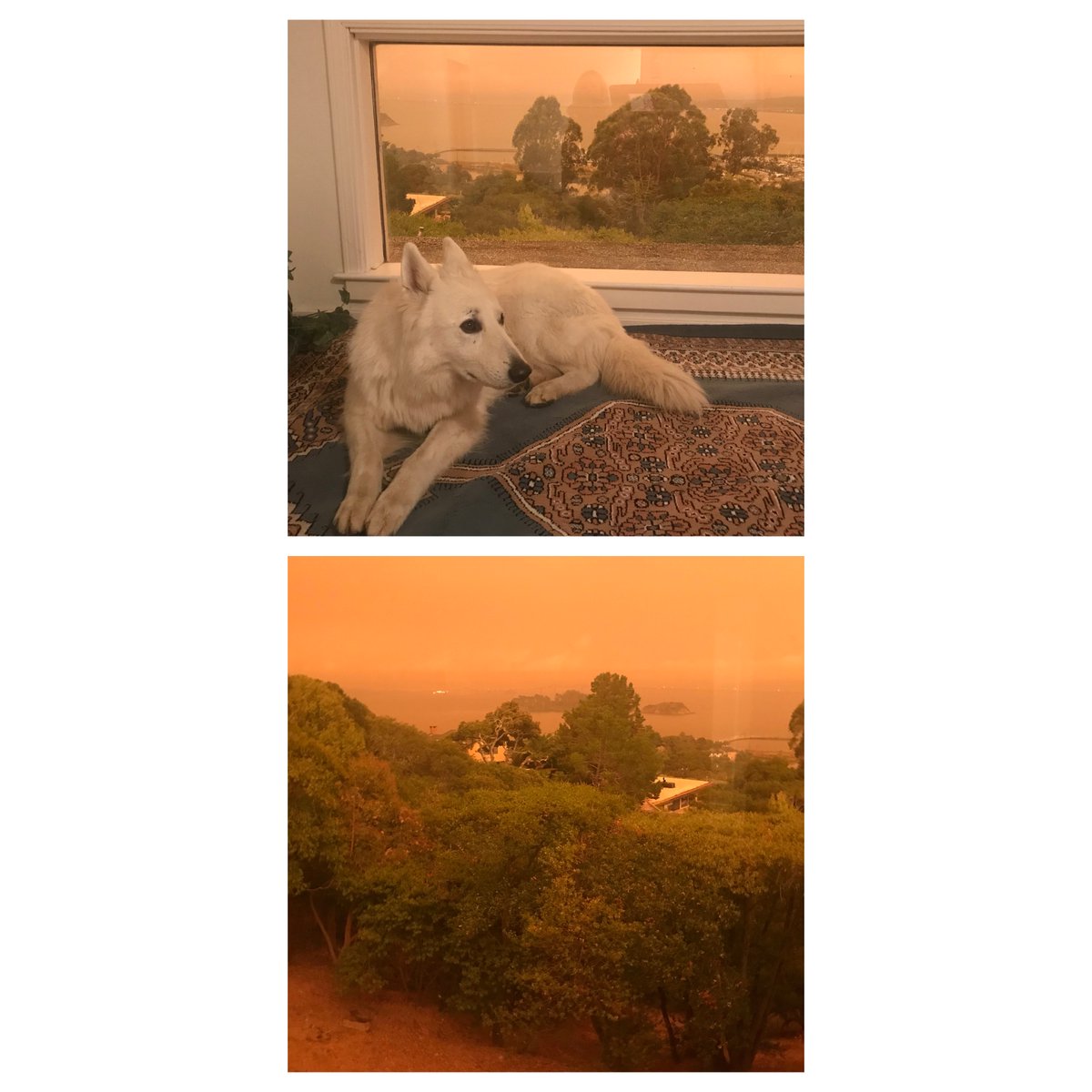 jagwiregroup's tweet photo. Worried about #Californiafireseason2022🔥 because of the lack of rain in January. Here's a reminder of how apocalyptic Marin County looked in September 2020. The AQI was between 301-500! #wildfiresmokesucks #wildfirepreparedness https://t.co/AanI4rTvIG