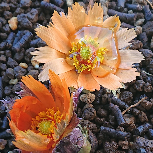 イルカ おはようございます いつもイルカのツイにお付き合いしていただき感謝しております 今日も 感謝 の気持ちと ありがとう が素直に言える一日 そして 笑顔で過ごしましょう 写真は 福寿草 花言葉 幸福 幸せを招く 永久の幸福