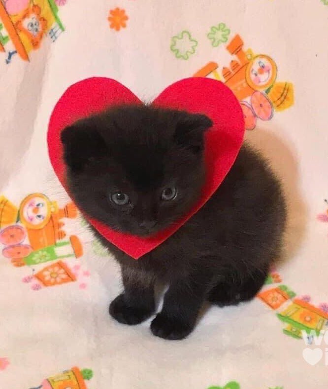 favlovescats's tweet photo. sydney andrews from melrose place is a lesbian who loves cats! specifically her favorites are norwegian forest cats :) https://t.co/6nMRakobIQ